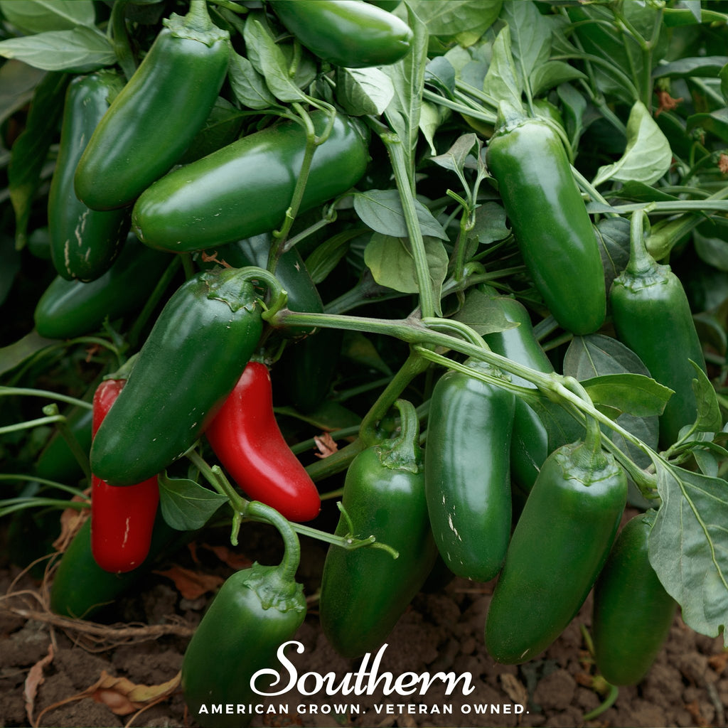 Pepper, Jalapeño Early (Capsicum annuum) - 25 Seeds - Southern Seed Exchange