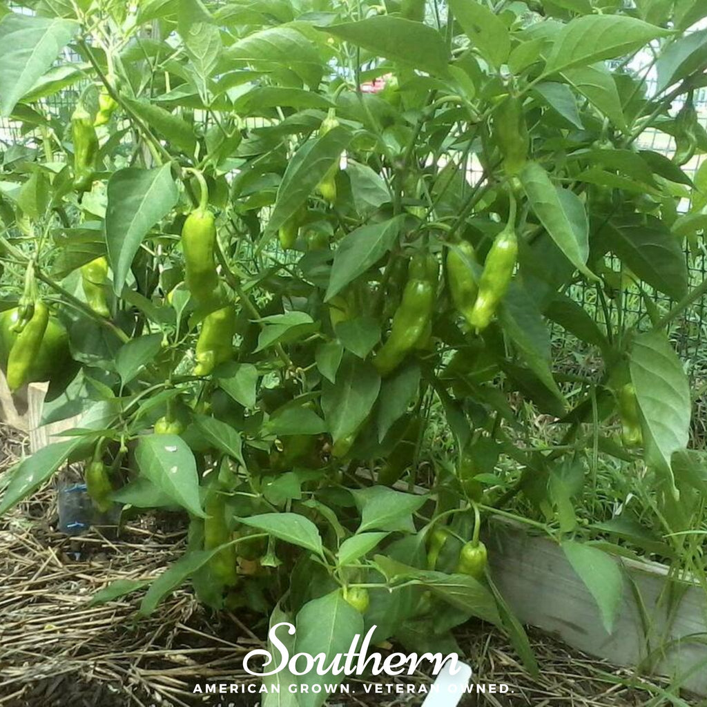 Pepper, Pepperoncini (Capsicum annuum) - 25 Seeds - Southern Seed Exchange