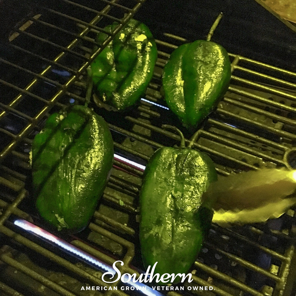Pepper, Poblano Ancho Grande (Capsicum annuum) - 25 Seeds - Southern Seed Exchange