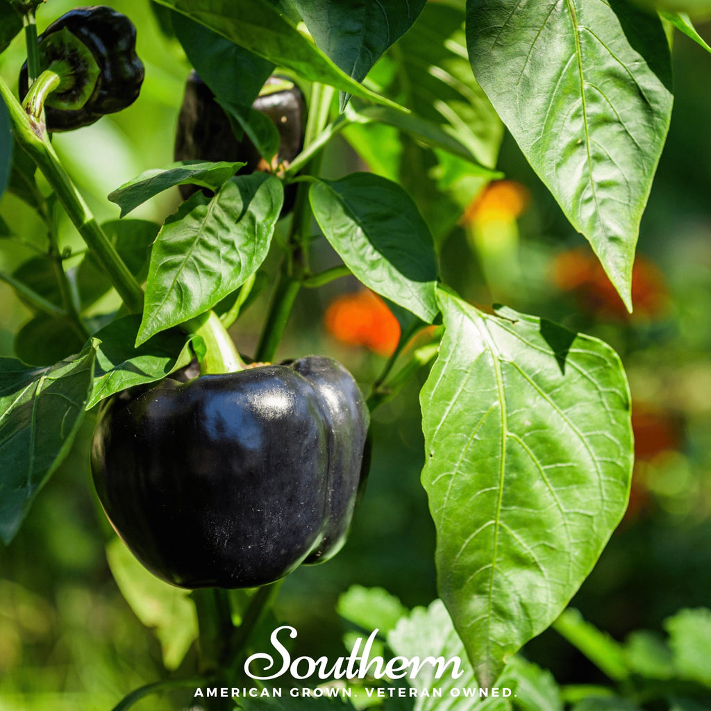 Pepper, Purple Beauty, Sweet (Capsicum annuum) - 30 Seeds - Southern Seed Exchange
