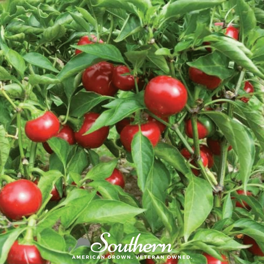 Pepper, Red Hot Cherry (Capsicum annuum) - 25 Seeds - Southern Seed Exchange