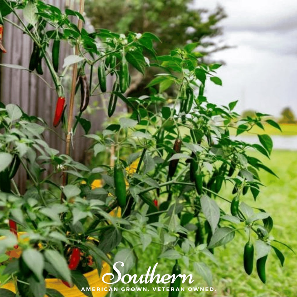Pepper, Serrano (Capsicum annuum) - 25 Seeds - Southern Seed Exchange