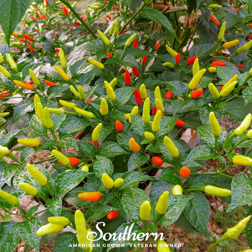 Pepper, Tabasco (Capsicum frutescens) - 50 Seeds - Southern Seed Exchange