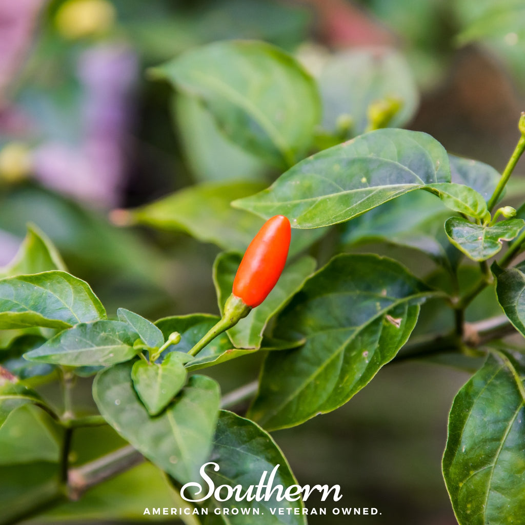 Pepper, Tabasco (Capsicum frutescens) - 50 Seeds - Southern Seed Exchange