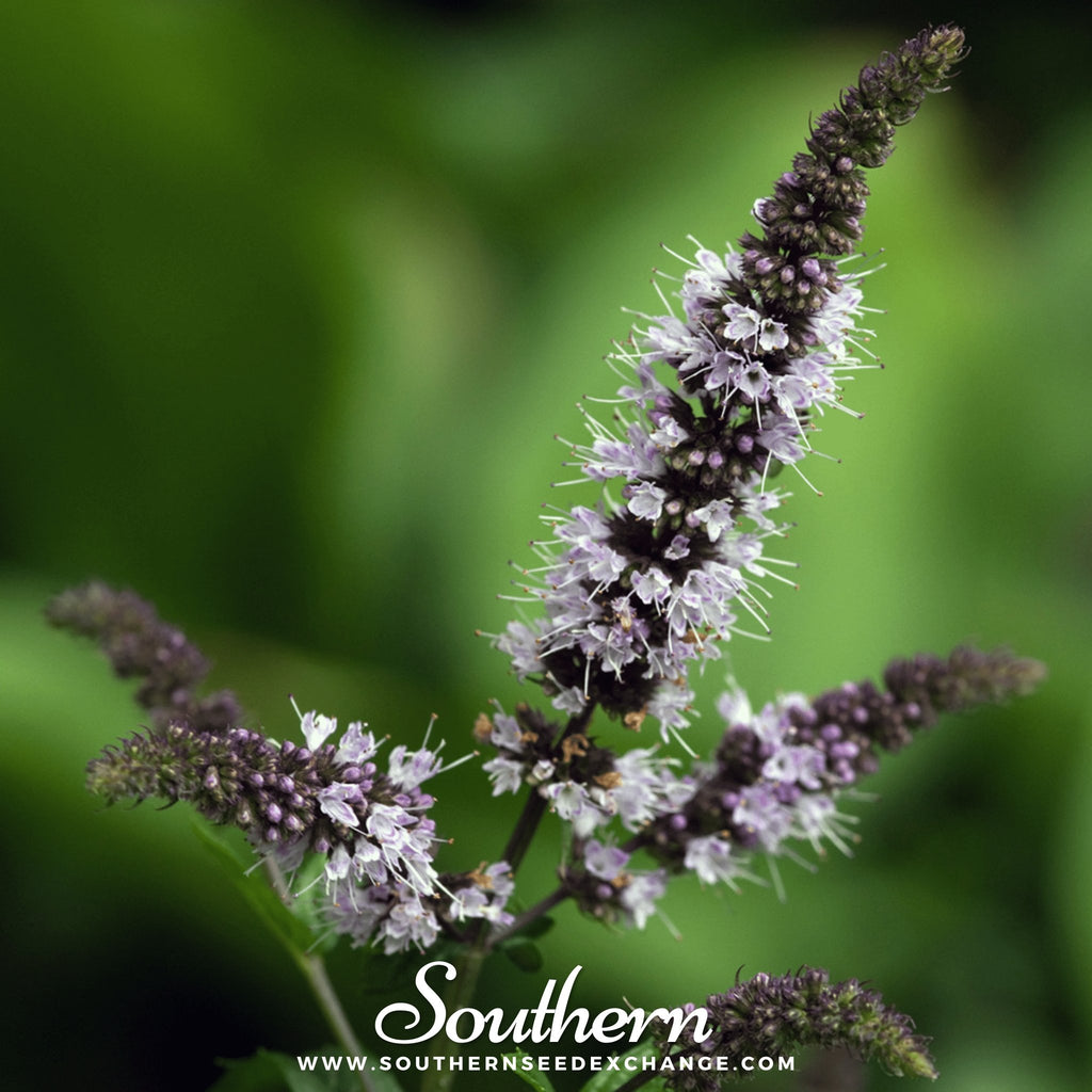 Peppermint (Mentha Piperita) - 100 Seeds - Southern Seed Exchange