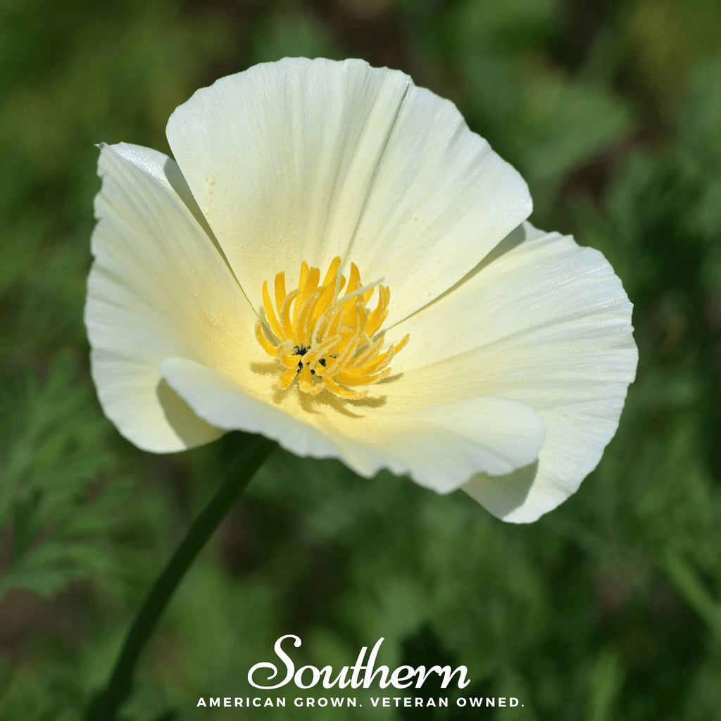 Poppy, California Ivory Castle (Eschscholzia californica) - 50 Seeds - Southern Seed Exchange