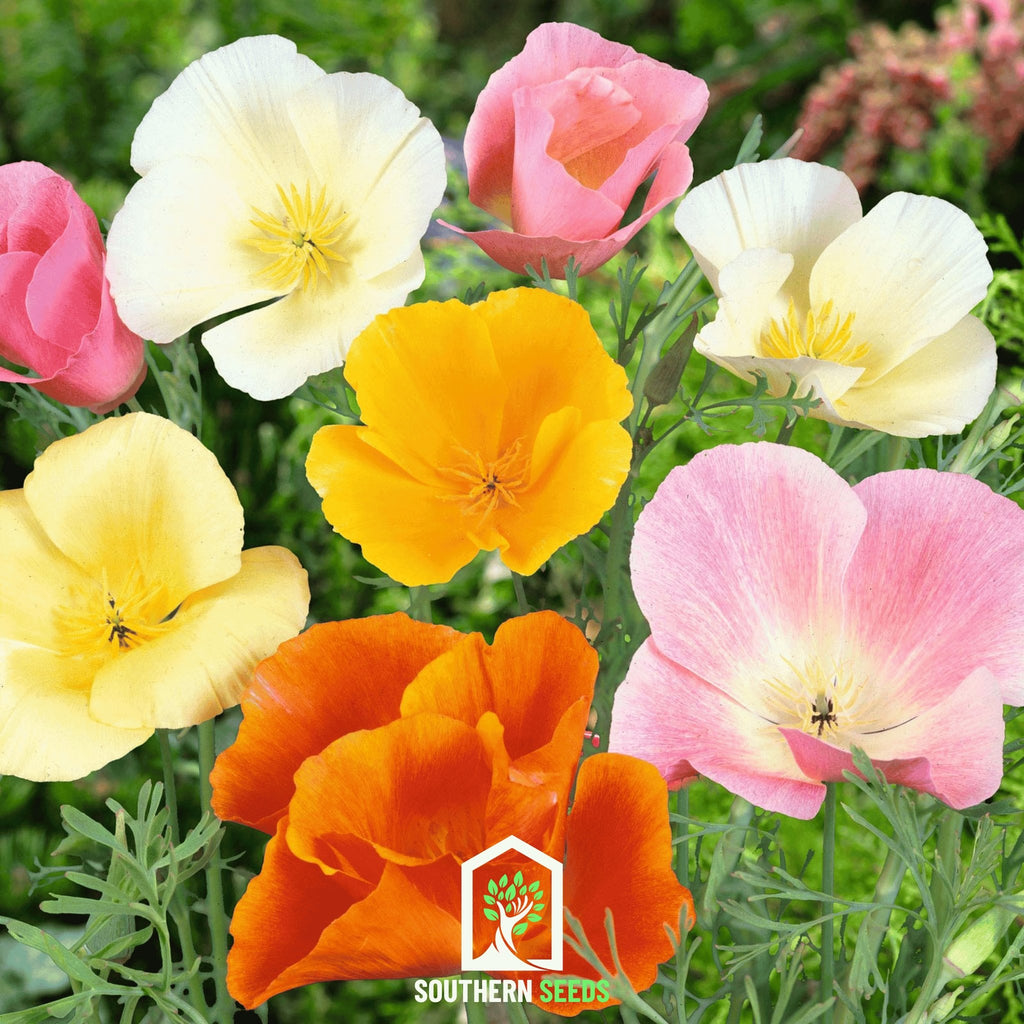 Poppy, California Mix (Eschscholzia californica) - 200 Seeds - Southern Seed Exchange