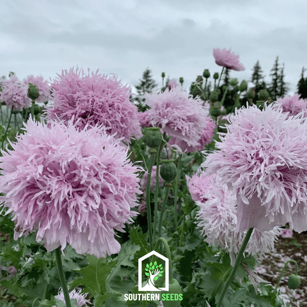 Poppy, Lilac Pompon (Papaver somniferum) - 100 Seeds - Southern Seed Exchange