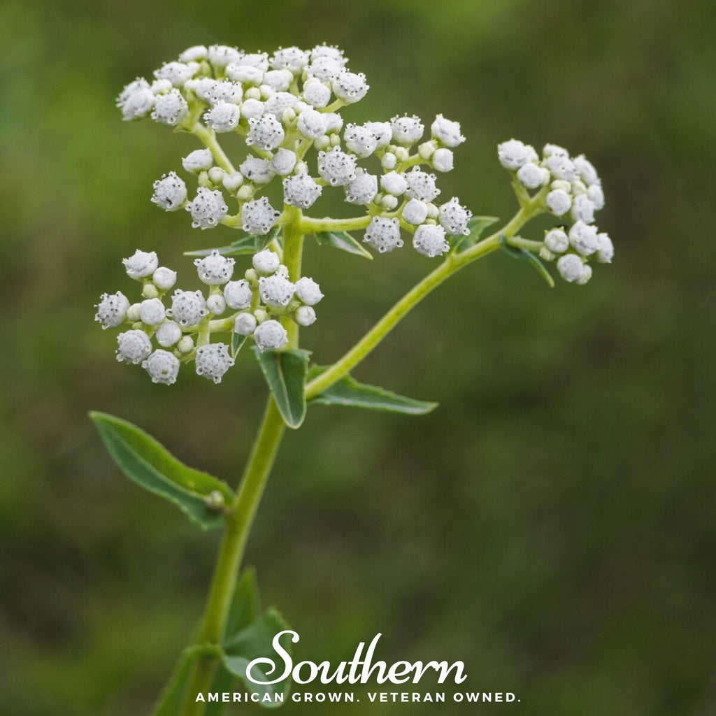 Quinine, Wild (Parthenium integrifolium) - 50 Seeds - Southern Seed Exchange