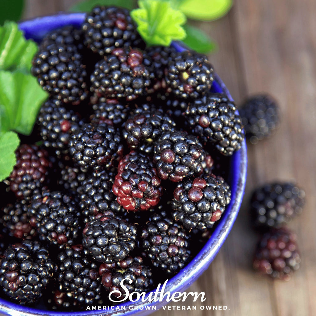 Raspberry, Black (Rubus occidentalis) - 30 Seeds - Southern Seed Exchange
