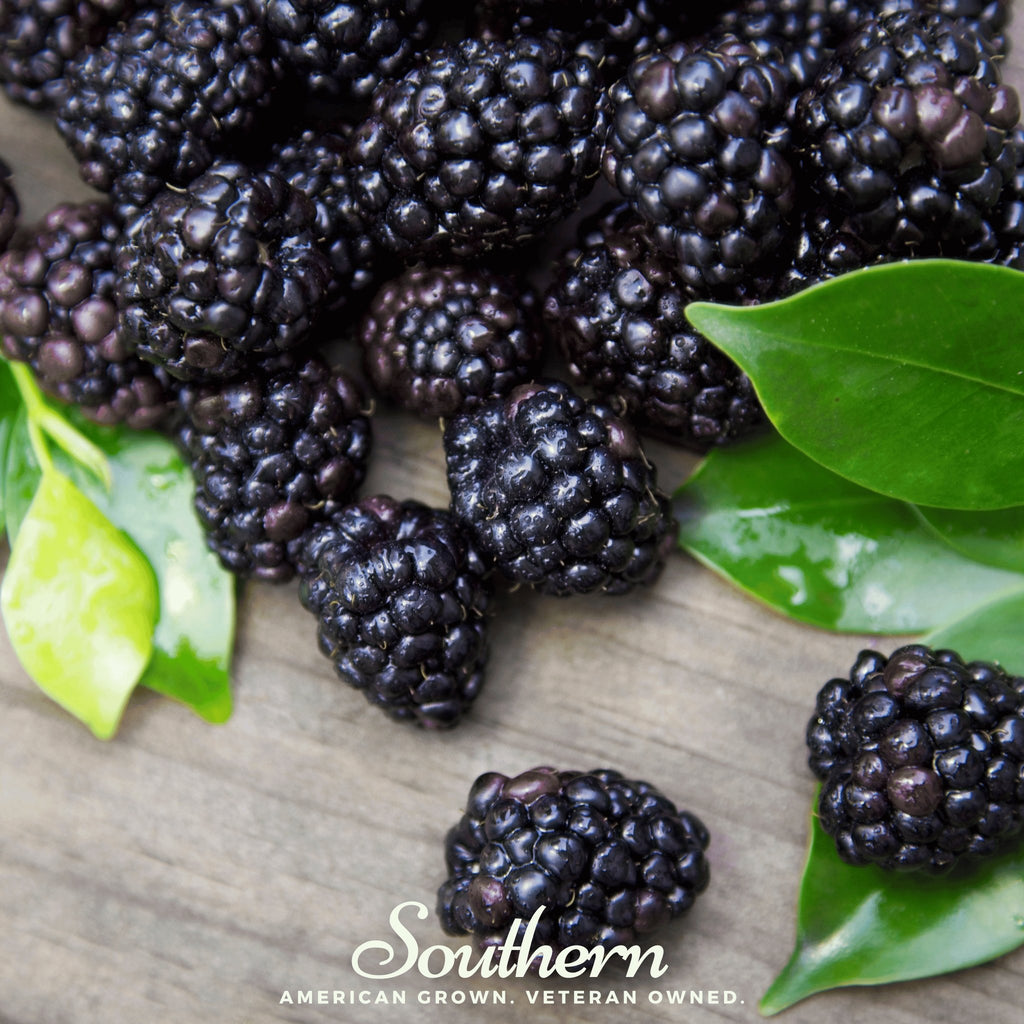 Raspberry, Black (Rubus occidentalis) - 30 Seeds - Southern Seed Exchange