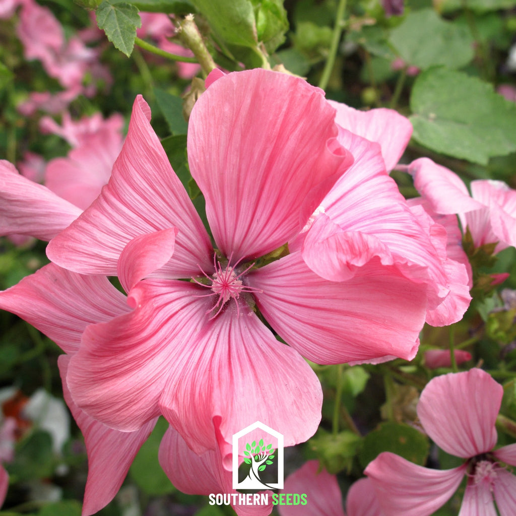 Rose Mallow, Mix (Lavatera trimestris) - 50 Seeds - Southern Seed Exchange