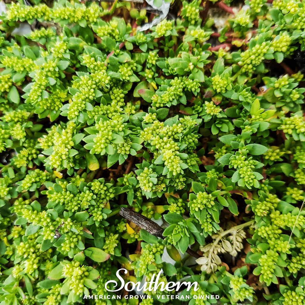 Rupturewort - Green Carpet (Herniaria Glabra) - 100 Seeds - Southern Seed Exchange