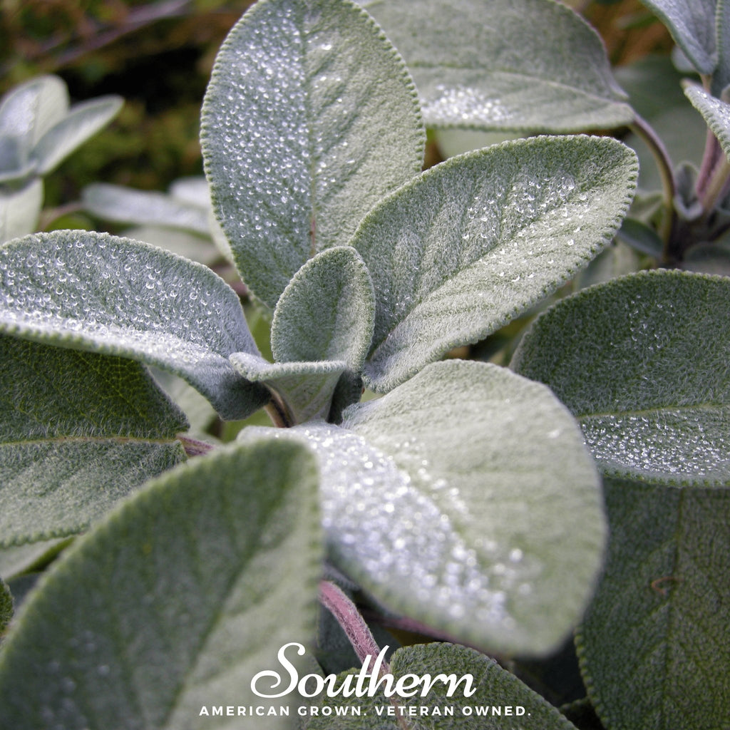 Sage, Broadleaf (Salvia Officinalis) - 50 Seeds - Southern Seed Exchange