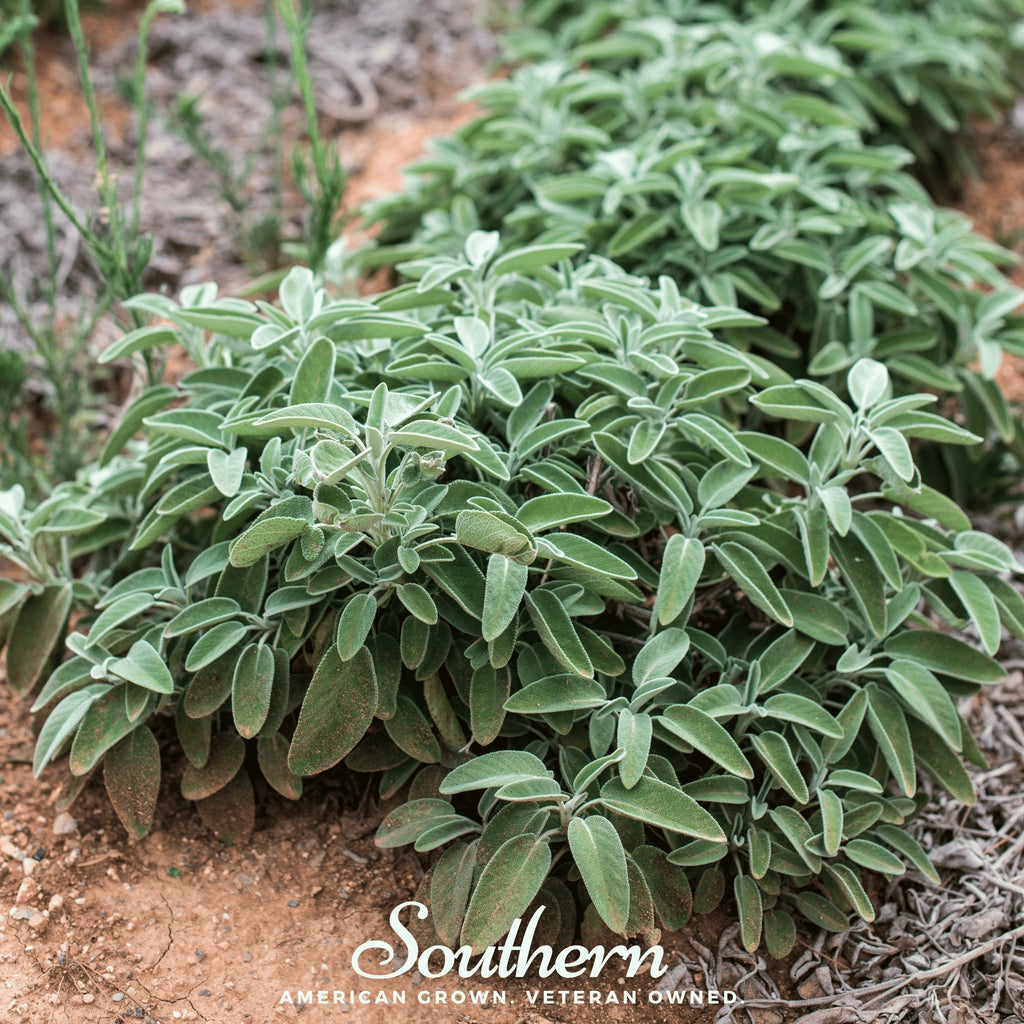 Sage, Extrakta (Sage officinalis) 30 Seeds - Southern Seed Exchange