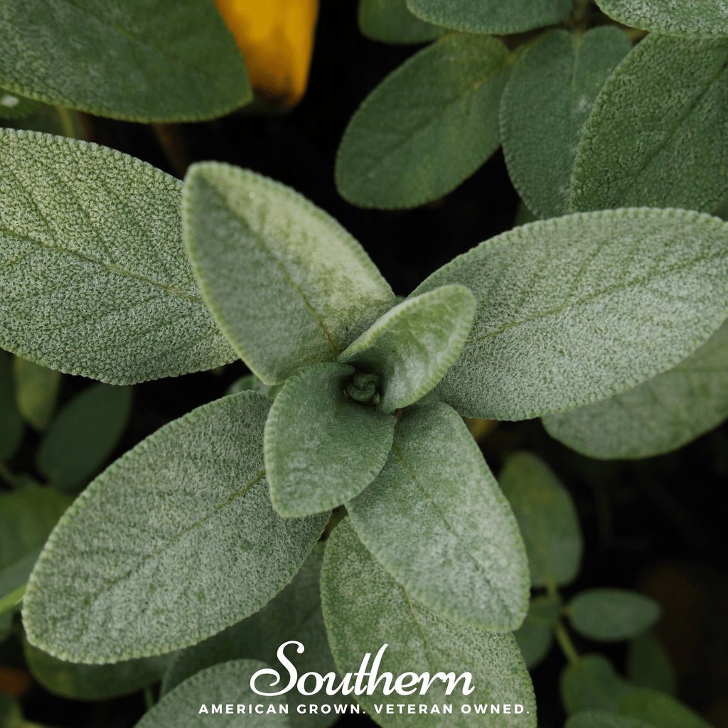 Sage, Extrakta (Sage officinalis) 30 Seeds - Southern Seed Exchange