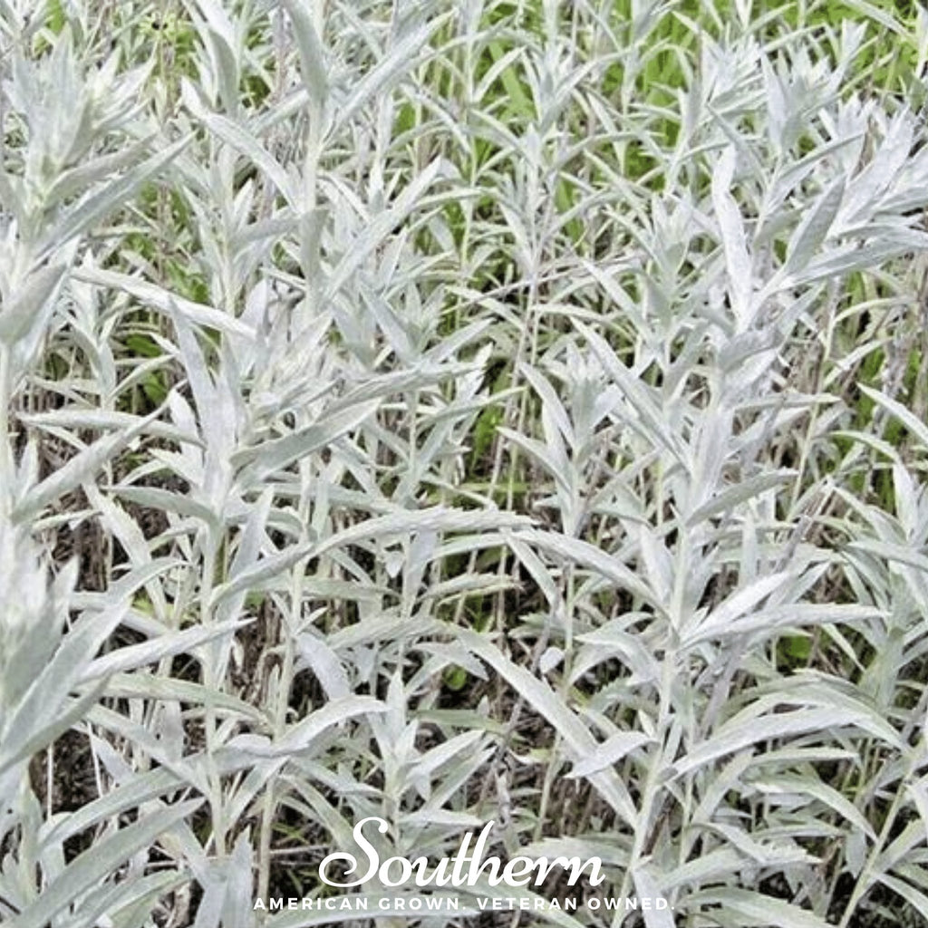 Sage, Prairie - Louisiana Sage (Artemisia ludoviciana) - 100 Seeds - Southern Seed Exchange