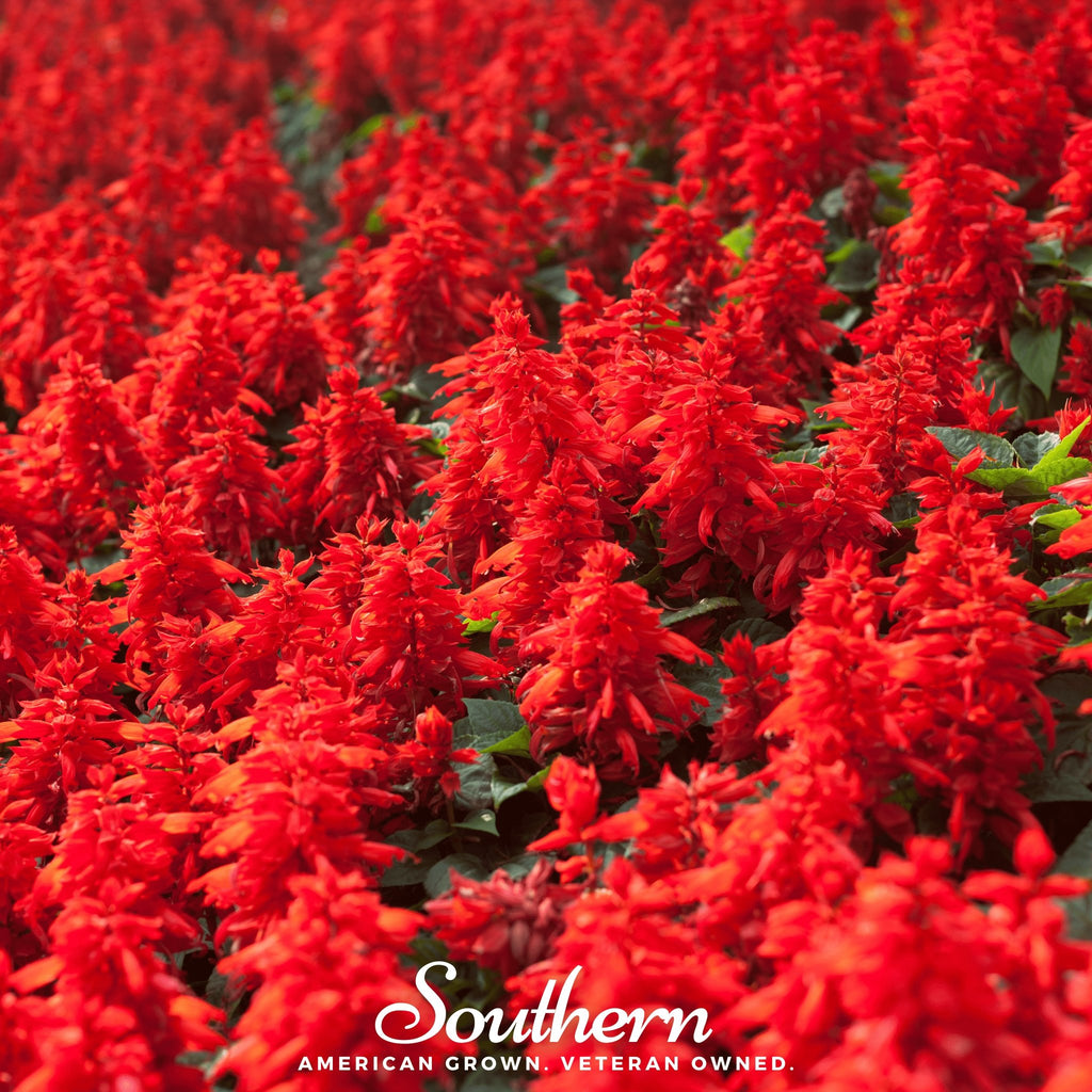 Sage, Scarlet (Salvia coccinea) - 100 Seeds - Southern Seed Exchange