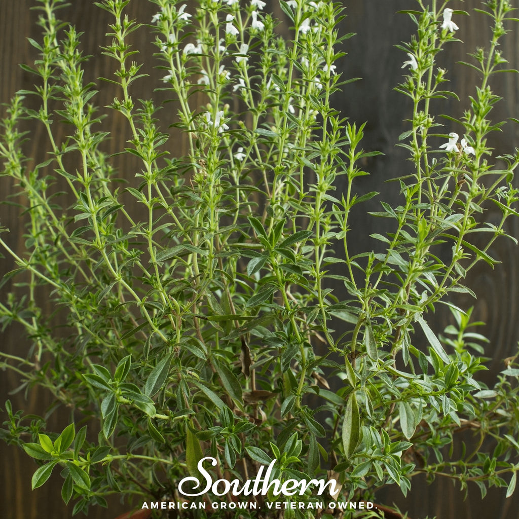 Savory, Summer (Satureja Hortensis) - 100 Seeds - Southern Seed Exchange