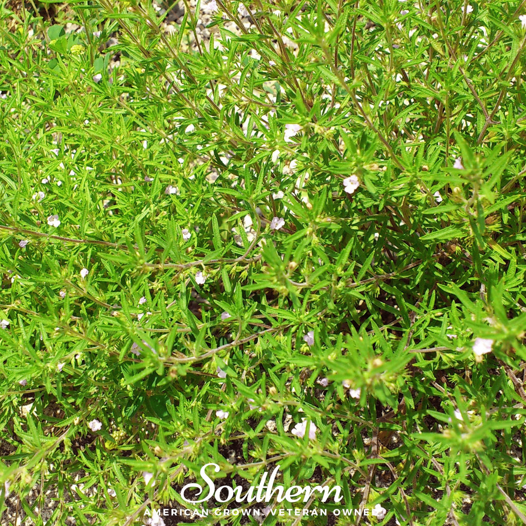 Savory, Summer (Satureja Hortensis) - 100 Seeds - Southern Seed Exchange