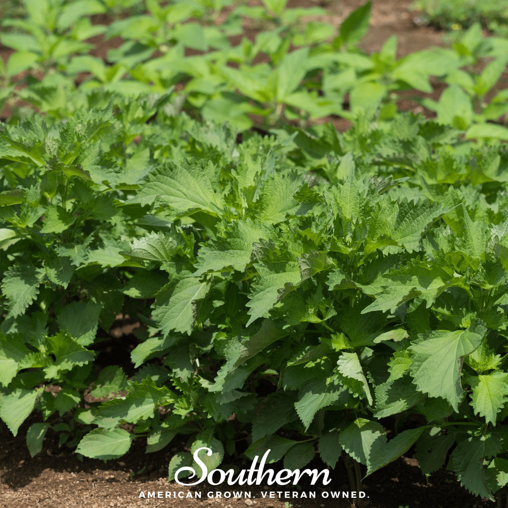 Shiso, Green (Perilla frutescens) - 200 Seeds - Southern Seed Exchange