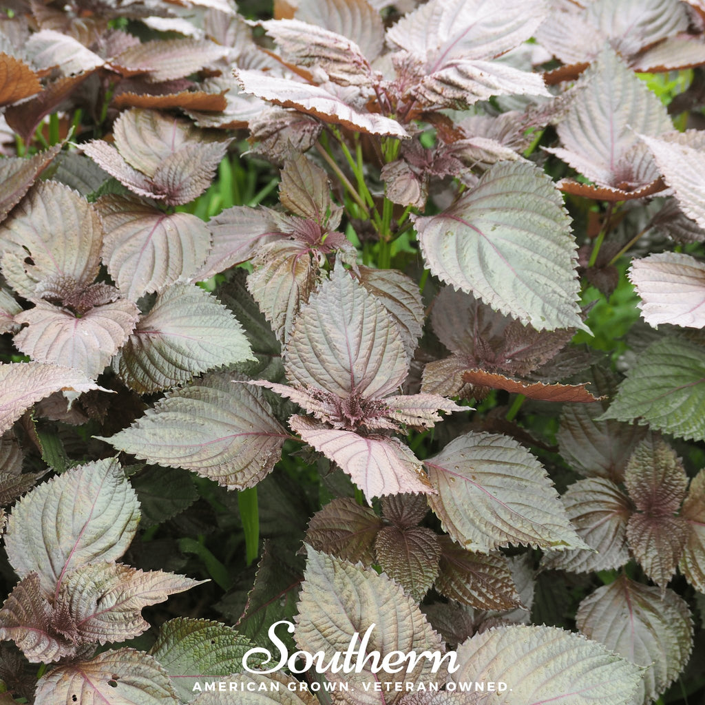 Shiso, Red (Perilla frutescens) - 200 Seeds - Southern Seed Exchange