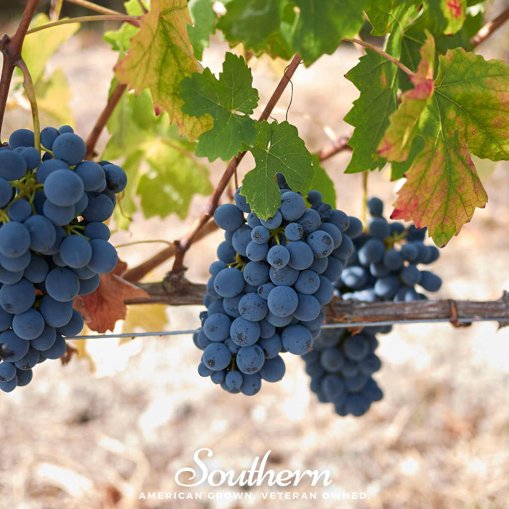 Grapes, Wine - (Vitis vinifera) - 35 Seeds - Southern Seed Exchange