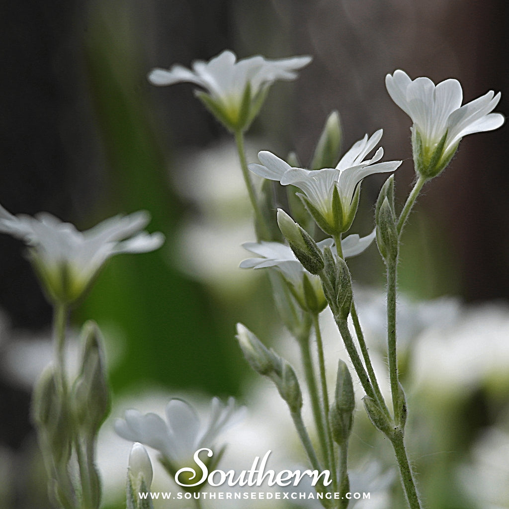 Snow in Summer, Chickweed (Cerastium Biebersteinii) - 100 Seeds - Southern Seed Exchange