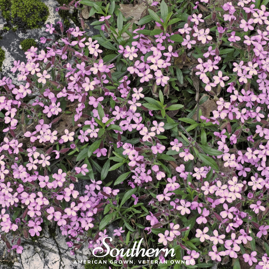 Soapwort, Rock (Saponaria Vaccaria Alba) - 100 Seeds - Southern Seed Exchange
