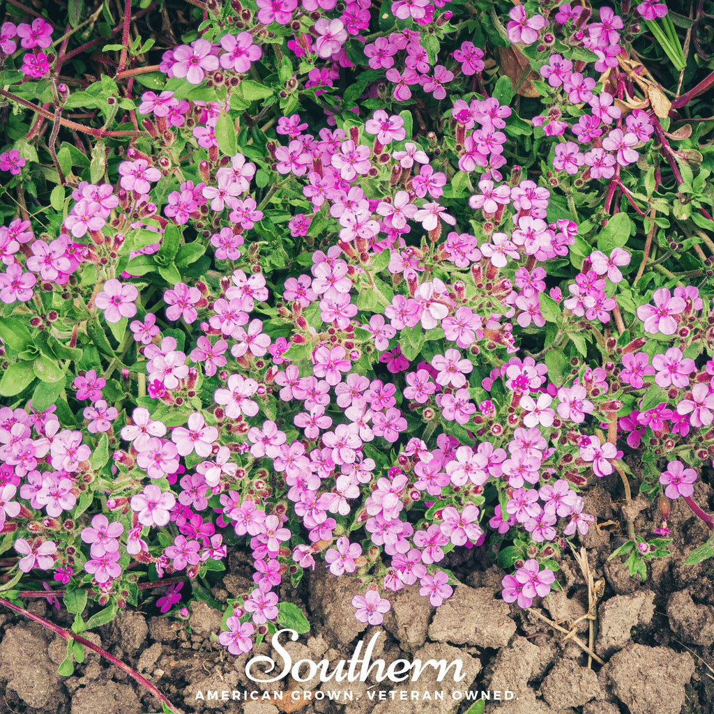 Soapwort, Rock (Saponaria Vaccaria Alba) - 100 Seeds - Southern Seed Exchange