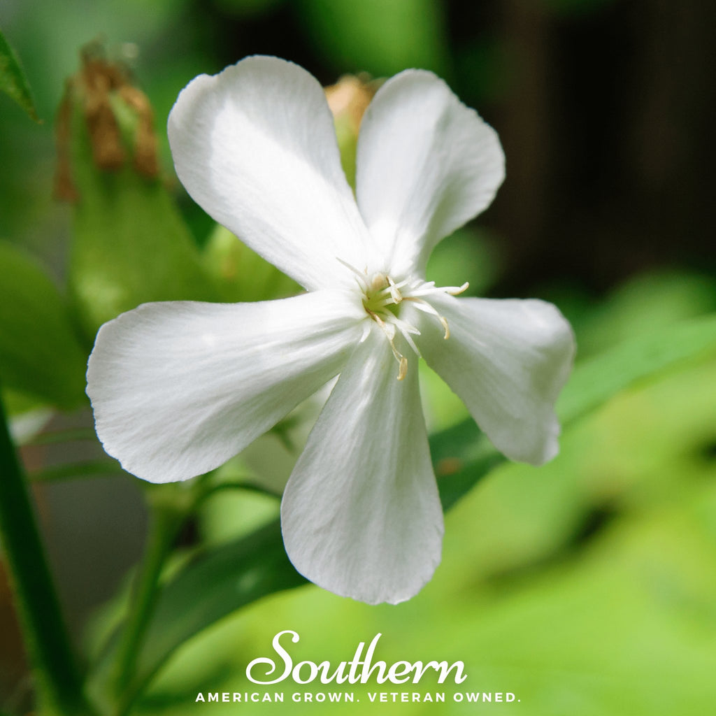 Soapwort - Saponaria (Saponaria Vaccaria Alba) - 100 Seeds - Southern Seed Exchange