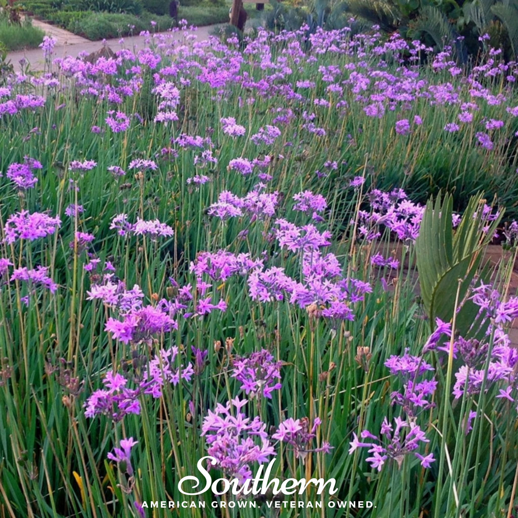 Society Garlic (Tulbaghia violacea) - 20 Seeds - Southern Seed Exchange