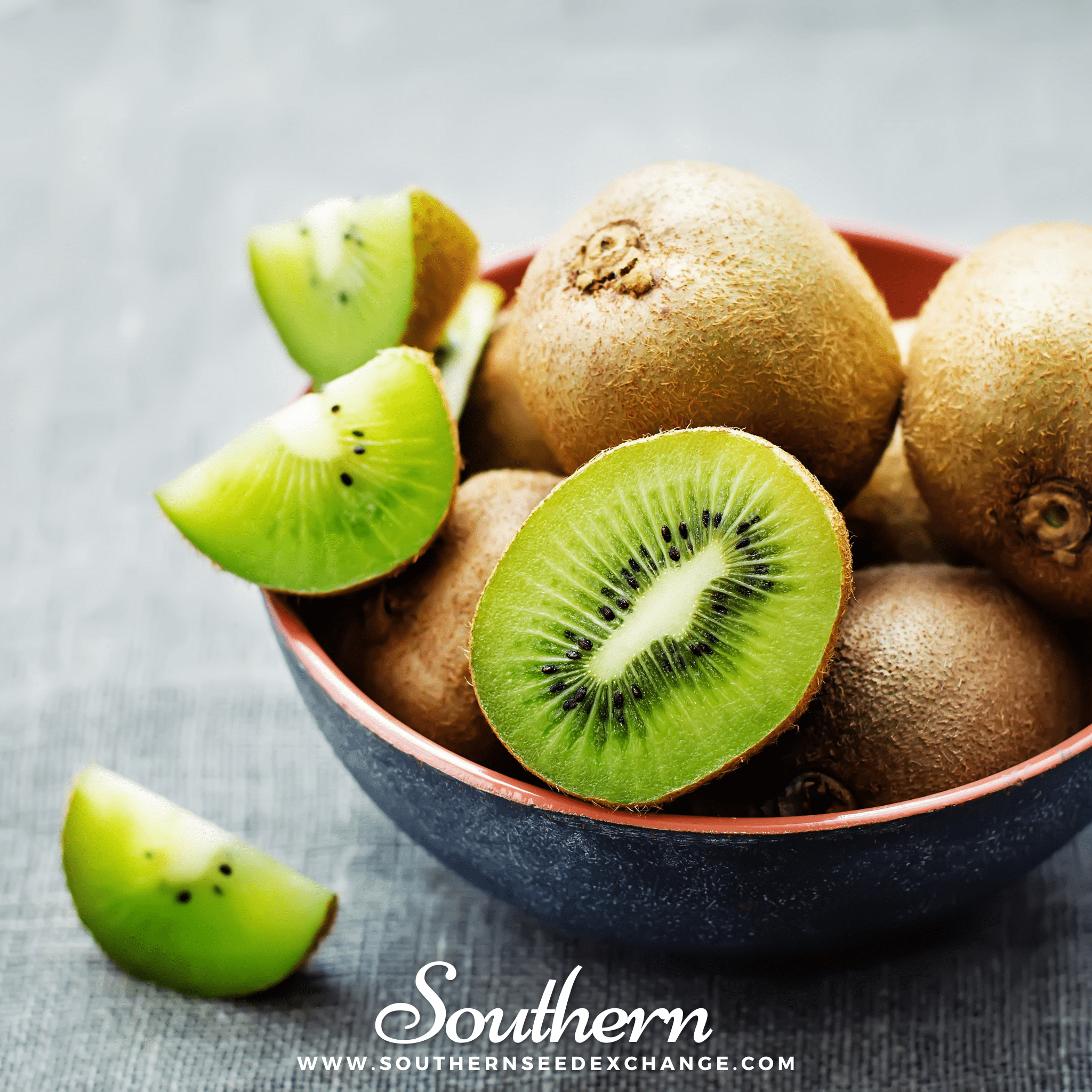 https://southernseedexchange.com/cdn/shop/products/southern-seed-exchange-kiwi-fruit-actinidia-chinensis-100-seeds-28040412364937.png?v=1622489928