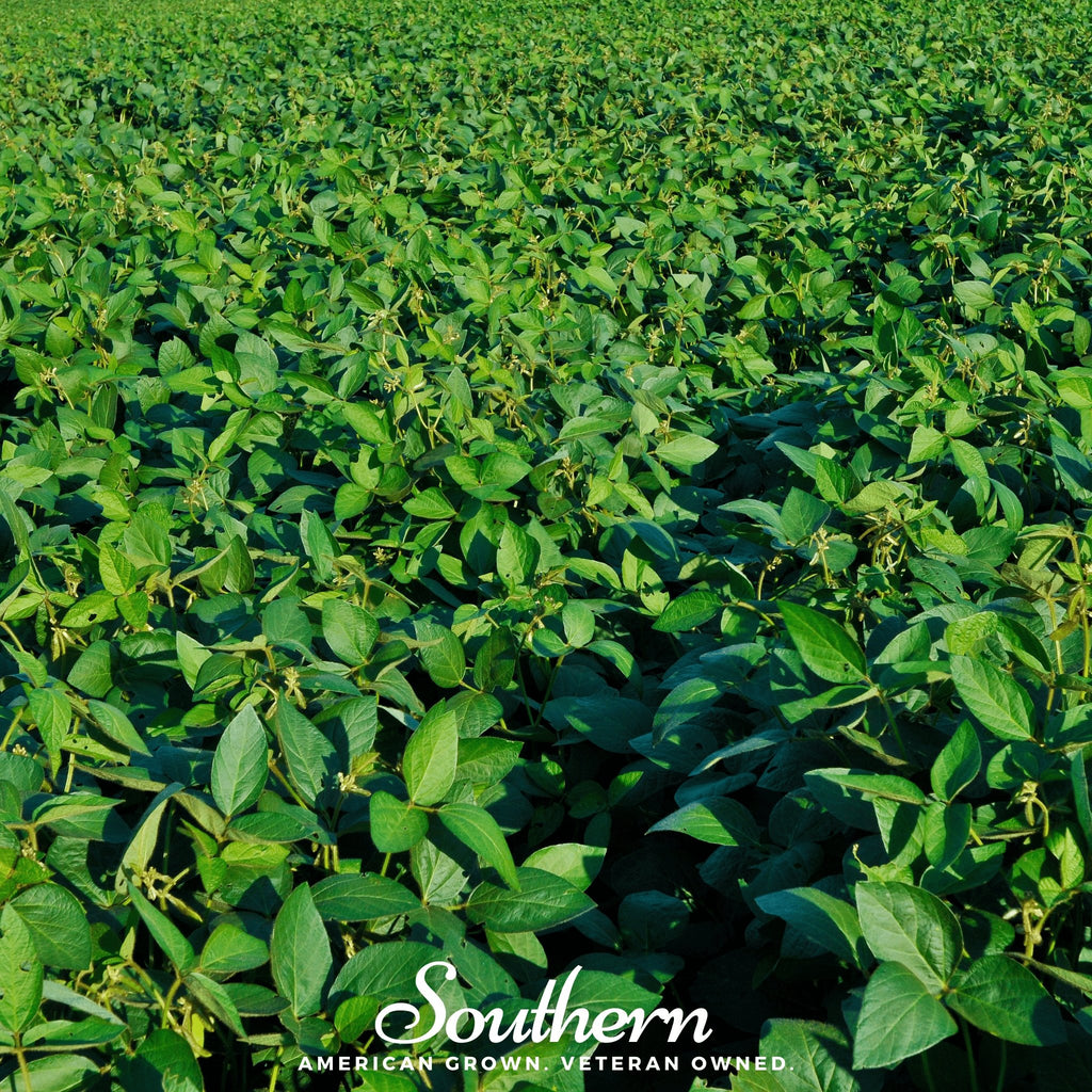 Soybean, Tohya (Glycine max) - 50 Seeds - Southern Seed Exchange