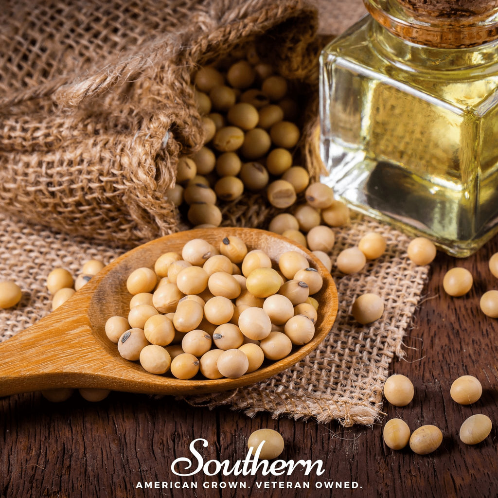 Soybean, Tohya (Glycine max) - 50 Seeds - Southern Seed Exchange