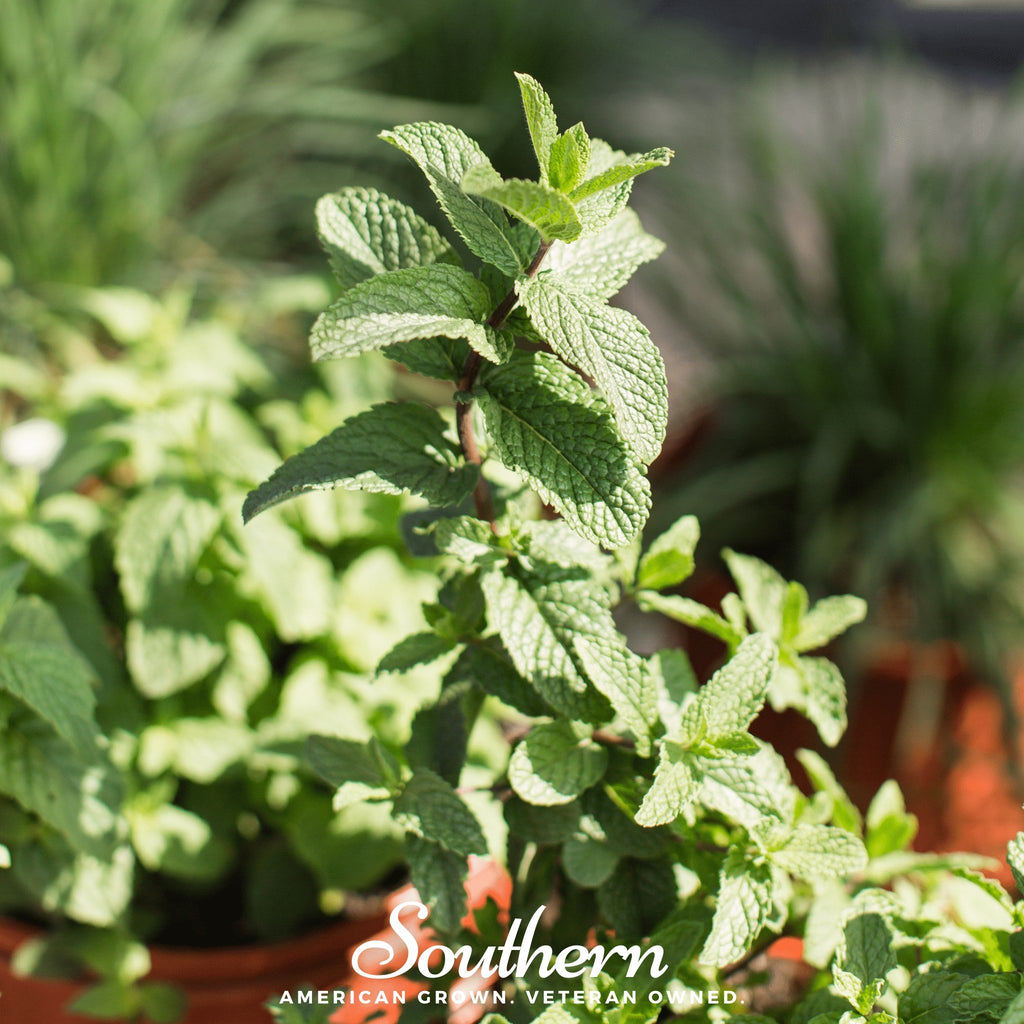 Spearmint (Mentha Spicata) - 200 Seeds - Southern Seed Exchange
