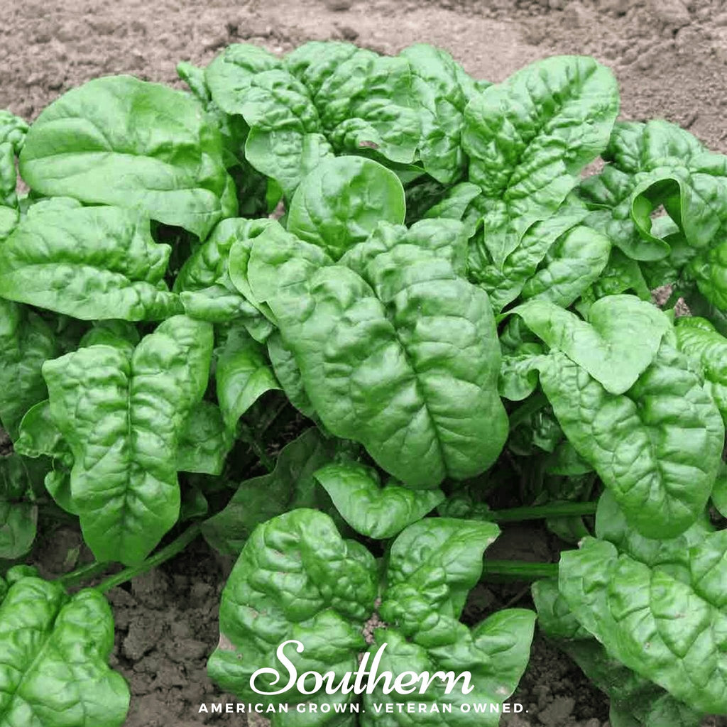 Spinach, Giant Noble (Spinacia oleracea) - 150 Seeds - Southern Seed Exchange