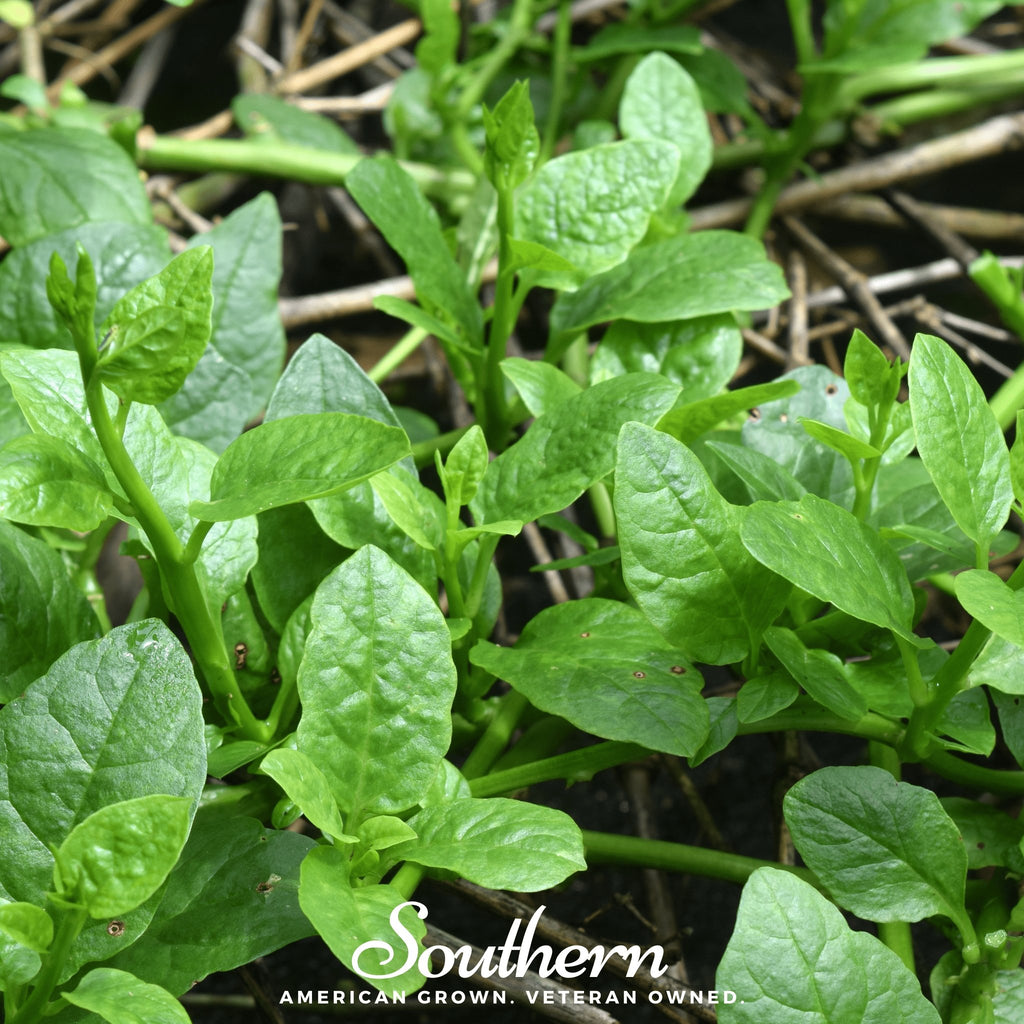 Spinach, Malabar Green (Basella rubra) - 100 Seeds - Southern Seed Exchange
