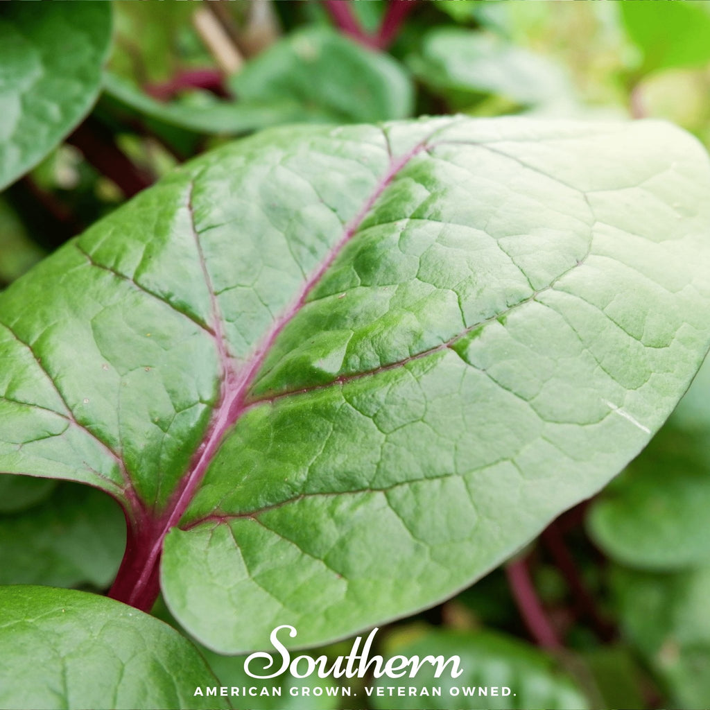 Spinach, Malabar Red (Basella rubra) - 100 Seeds - Southern Seed Exchange