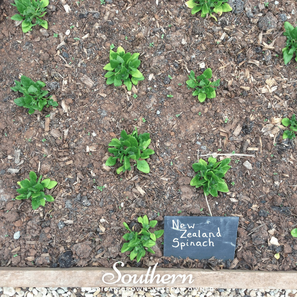 Spinach, New Zealand (Tetragonia tetragonoides) - 30 Seeds - Southern Seed Exchange