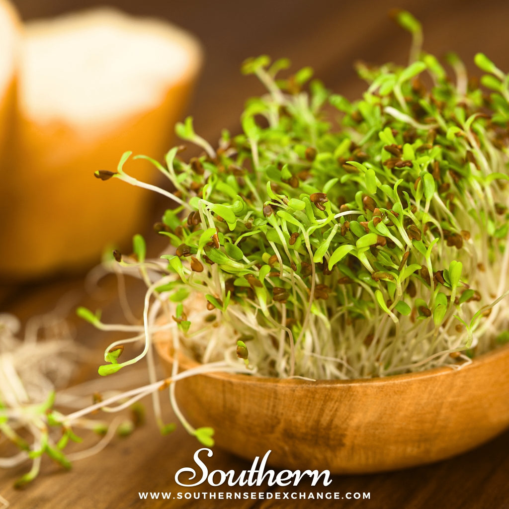 Sprout, Alfalfa (Medicago sativa) - 500 Seeds - Southern Seed Exchange