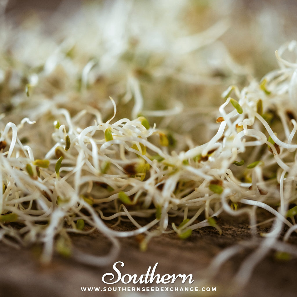 Sprout, Alfalfa (Medicago sativa) - 500 Seeds - Southern Seed Exchange
