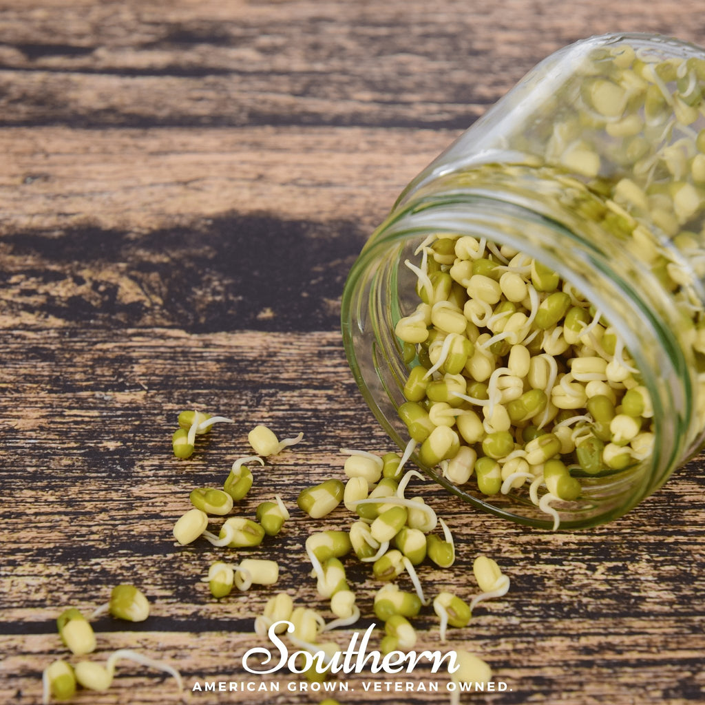 Sprout, Mung Beans (Vigna radiata) - 500 Seeds - Southern Seed Exchange