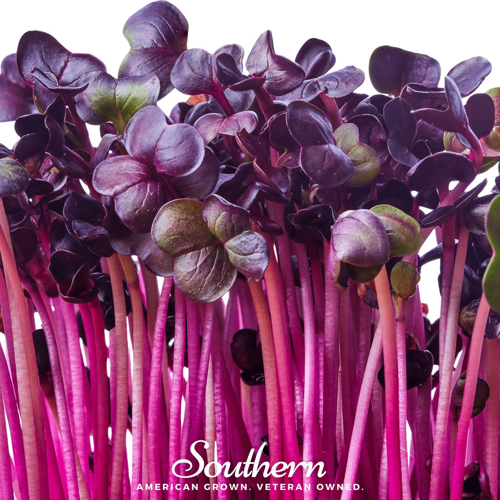 Sprout, Rambo Purple (Medicago sativa subsp sativa) - 100 Seeds - Southern Seed Exchange