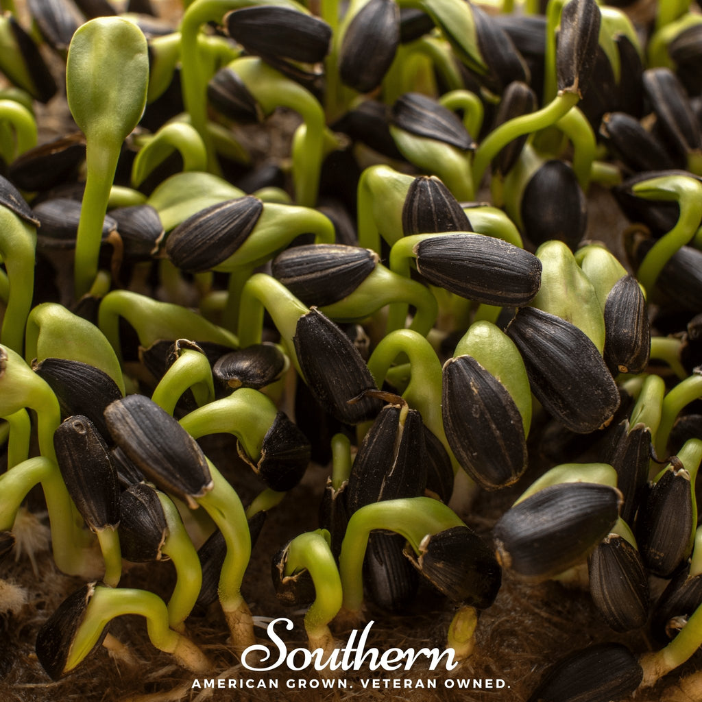 Sprout, Sunflower Black Oil (Helianthus annuus) - 500 Seeds - Southern Seed Exchange