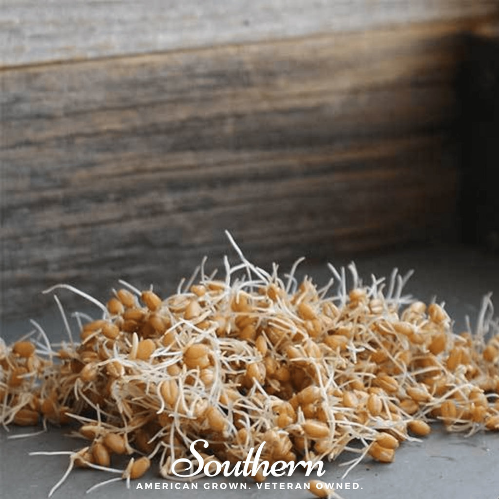 Sprout, Wheat, Red (Triticum aestivum) - 200 Seeds - Southern Seed Exchange