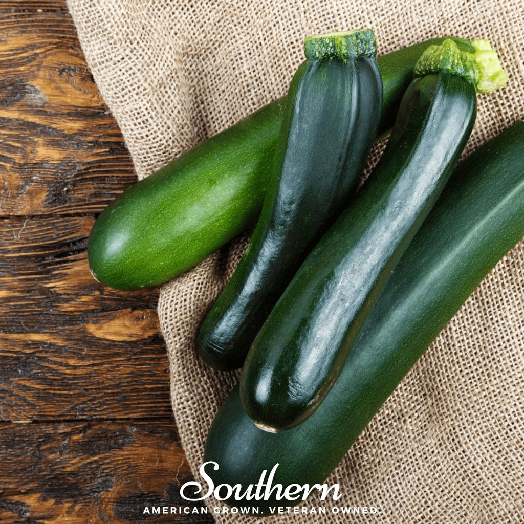 Squash, Zucchini, Dark Green Summer (Cucurbita pepo) - 25 seeds - Southern Seed Exchange