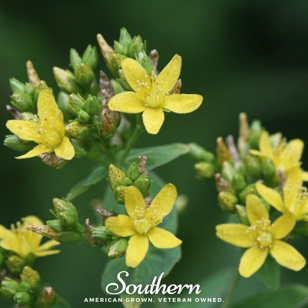 St John’s Wort, DOTTED (Hypericum punctatum) - 100 Seeds - Southern Seed Exchange