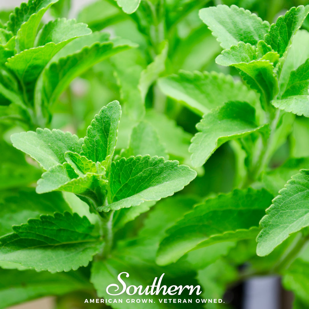 Stevia (Stevia rebaudiana) - 100 Seeds - Southern Seed Exchange