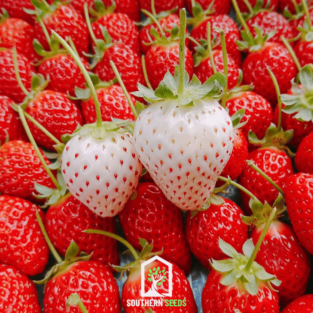 Strawberry, White Soul (Fragaria vesca) - 100 Seeds - Southern Seed Exchange